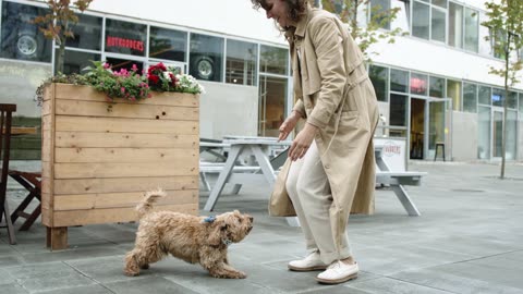 Dog playing with trainer