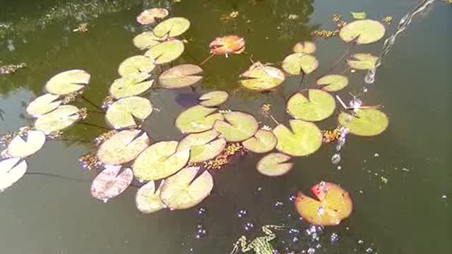 Frog takes a shower. Never seen before