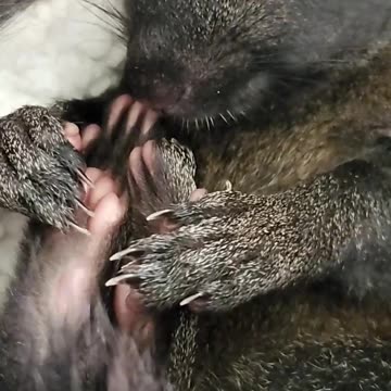 ADORABLE 😍🐿 shhh sleeping baby squirrel 🤫😴🥰