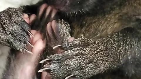 ADORABLE 😍🐿 shhh sleeping baby squirrel 🤫😴🥰