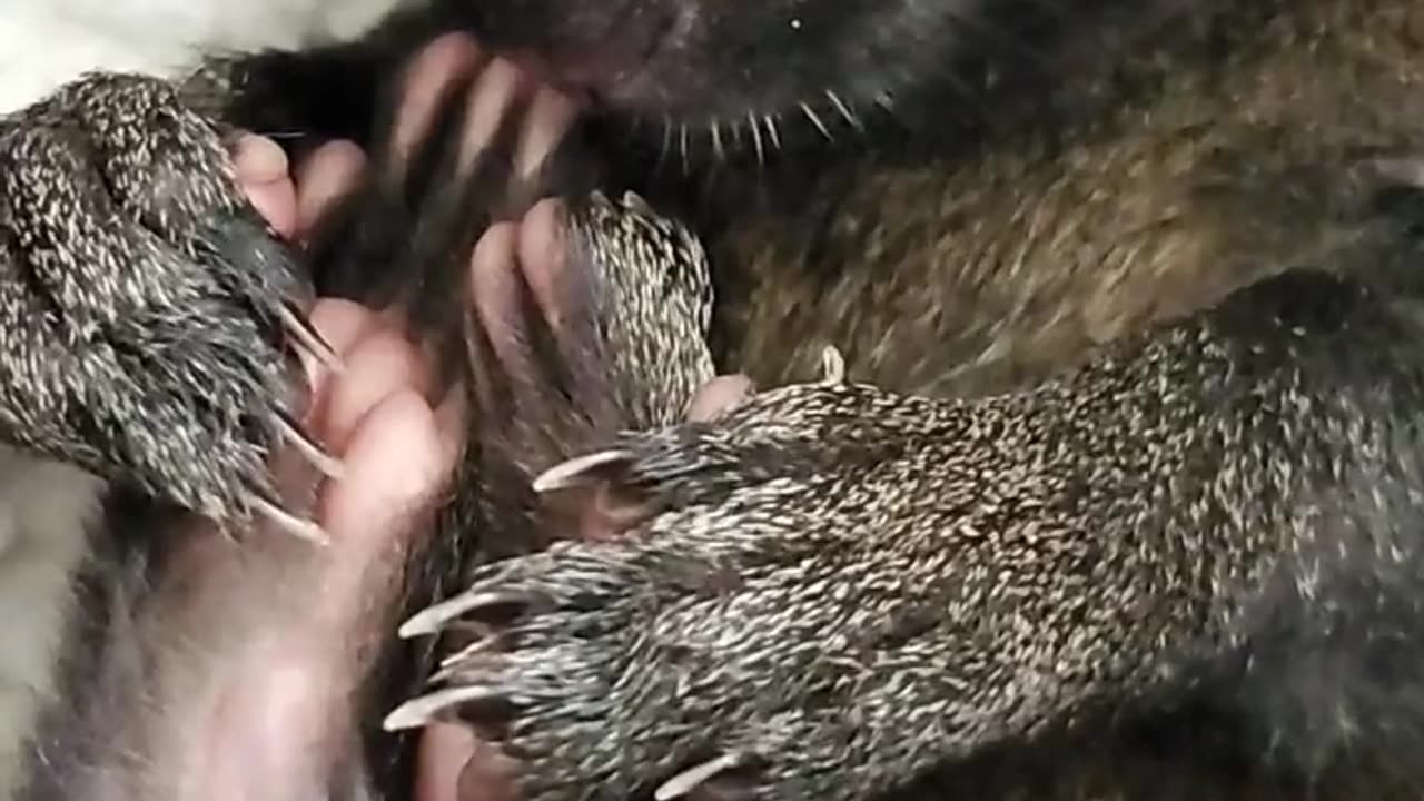 ADORABLE 😍🐿 shhh sleeping baby squirrel 🤫😴🥰