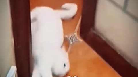 Cat 🐱 funny video 🤣🤣🤣🤣