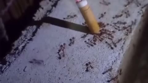 News Break: Ants
