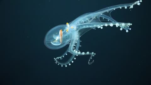 Amazing footage of the extremely rare Glass Octopus