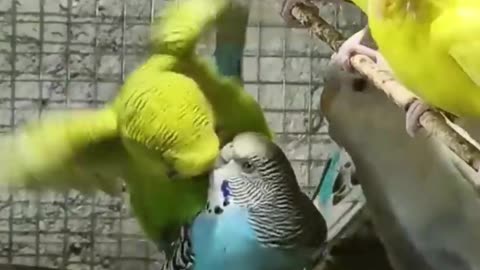 budgies mating #rumble