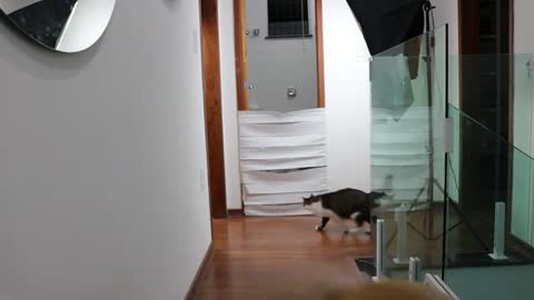 Who jump higher ? Dog or cat - funny animal #16