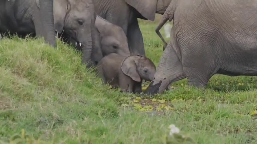 Elephant on the prairie