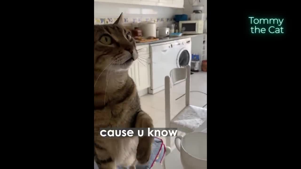 Cat gets offended when this thing happens