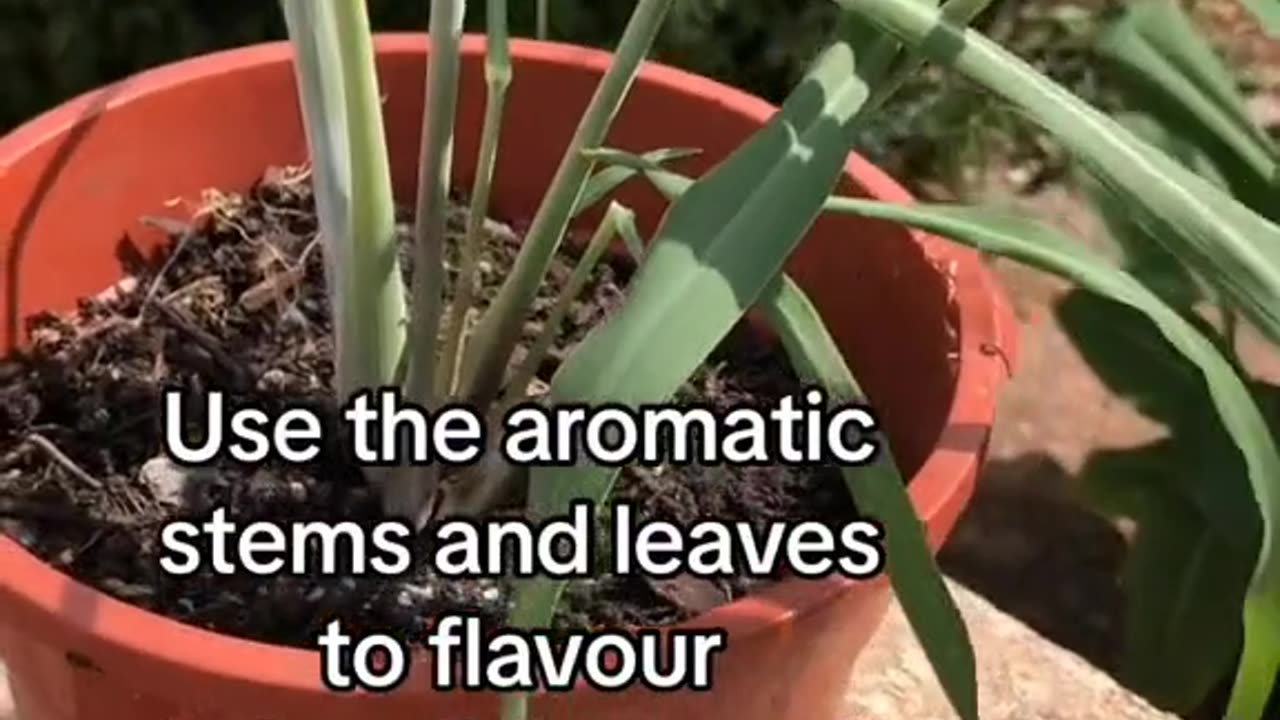 Rooting lemon grass stems.