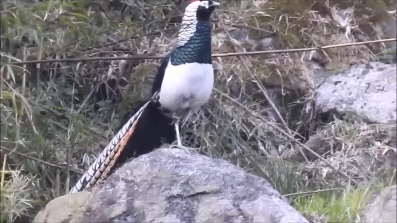 Beautiful Golden pheasants and Wading Birds.