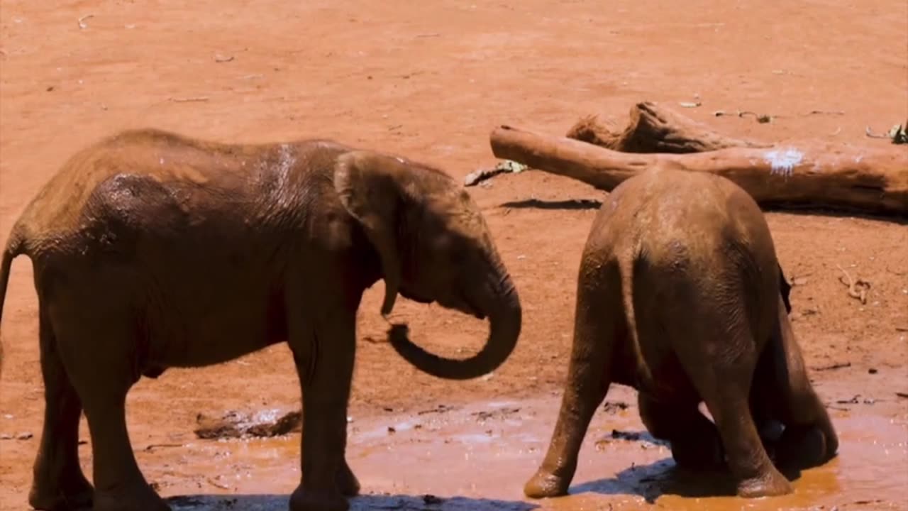 Baby Elephant playing with brother.#Animal Fair