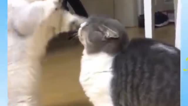 Two cats fighting . cats fight with each others.cute cats fighting