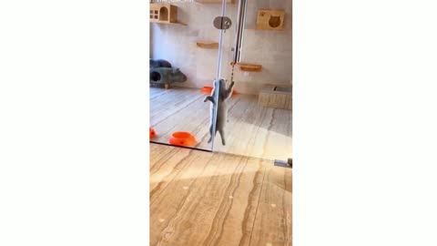 funny cat