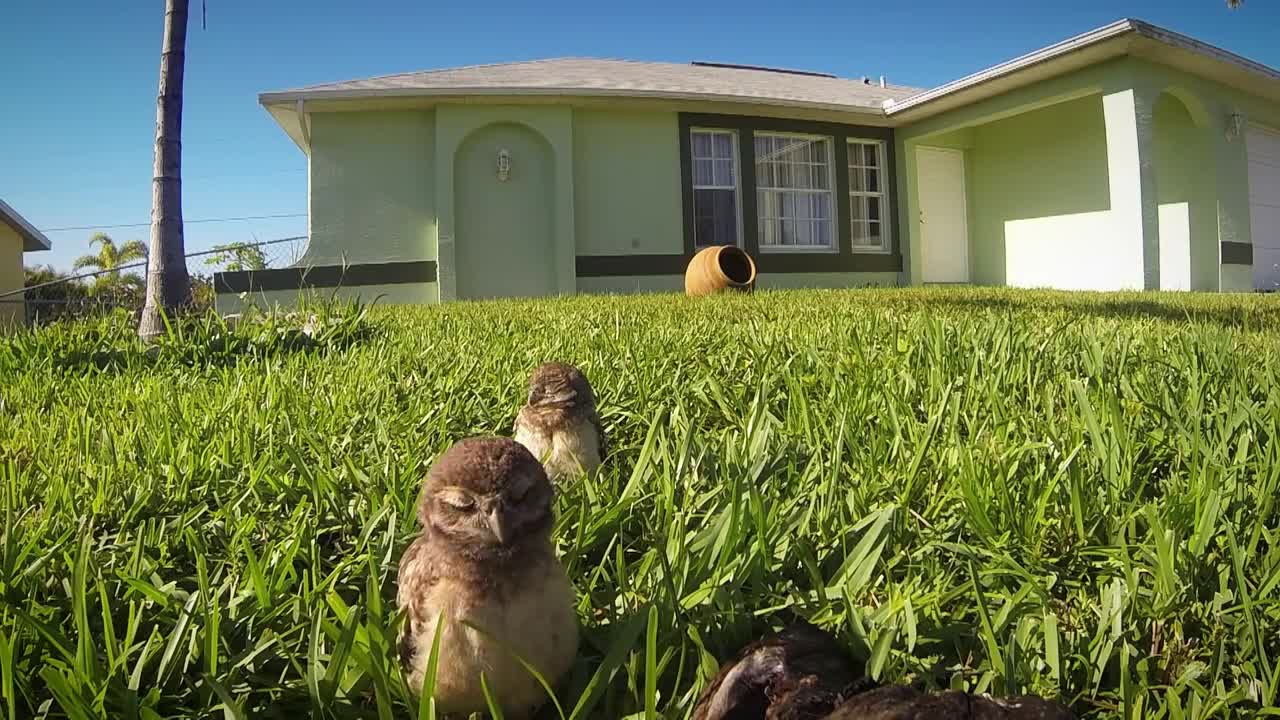 GoPro: Top 10 Animal Encounters