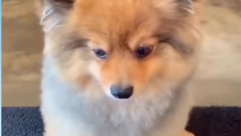 Funny, Animals, Funniest Animals, Funny Videos