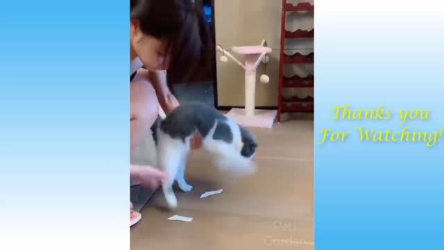 funny kitten videos compilation.