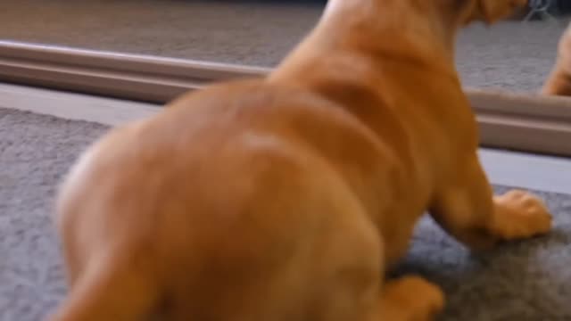 Funniest 🐕 Dog #dogs