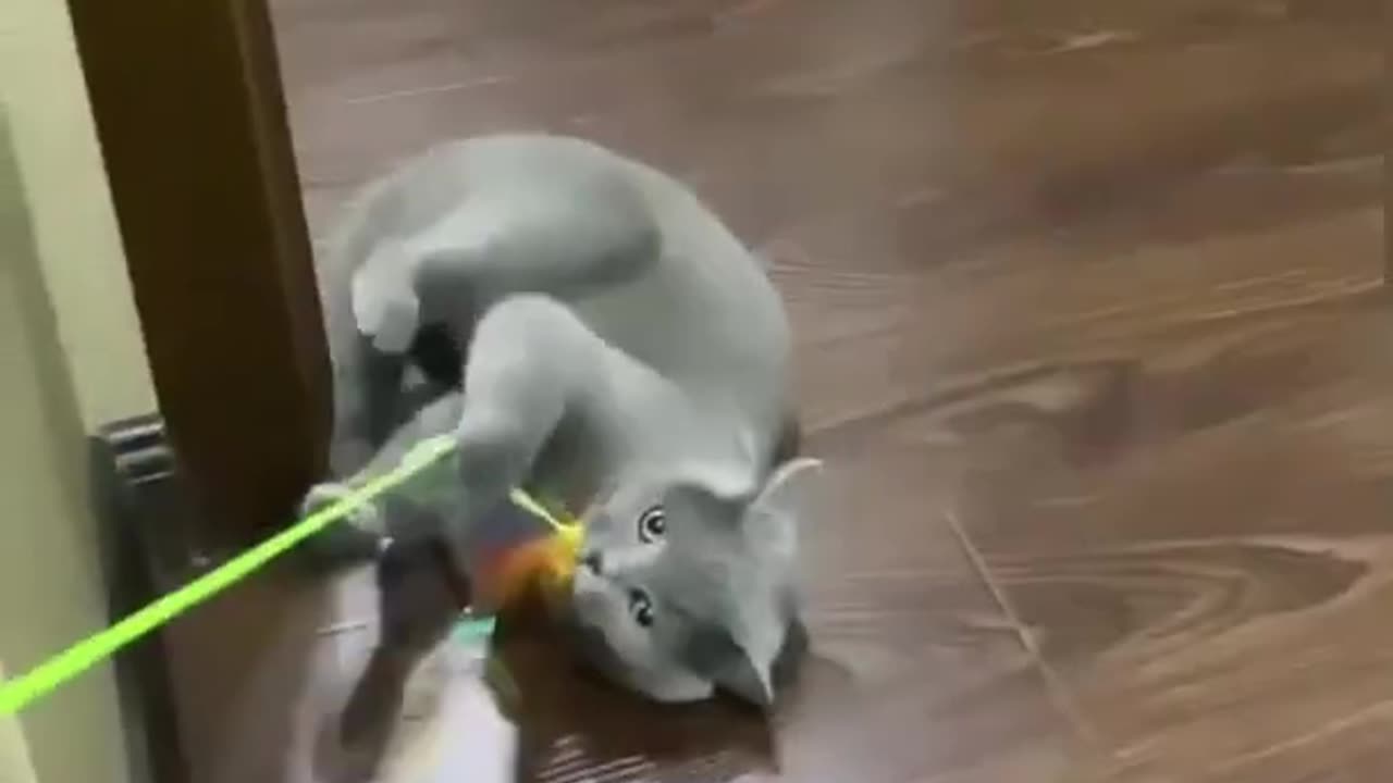 Cute and Funny Cat Videos