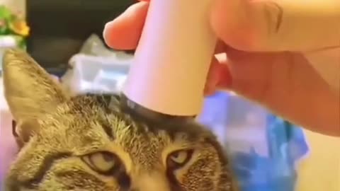 Cat did something unexpected😂😂😂