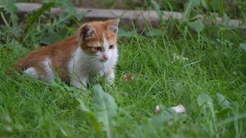 Cat watching end