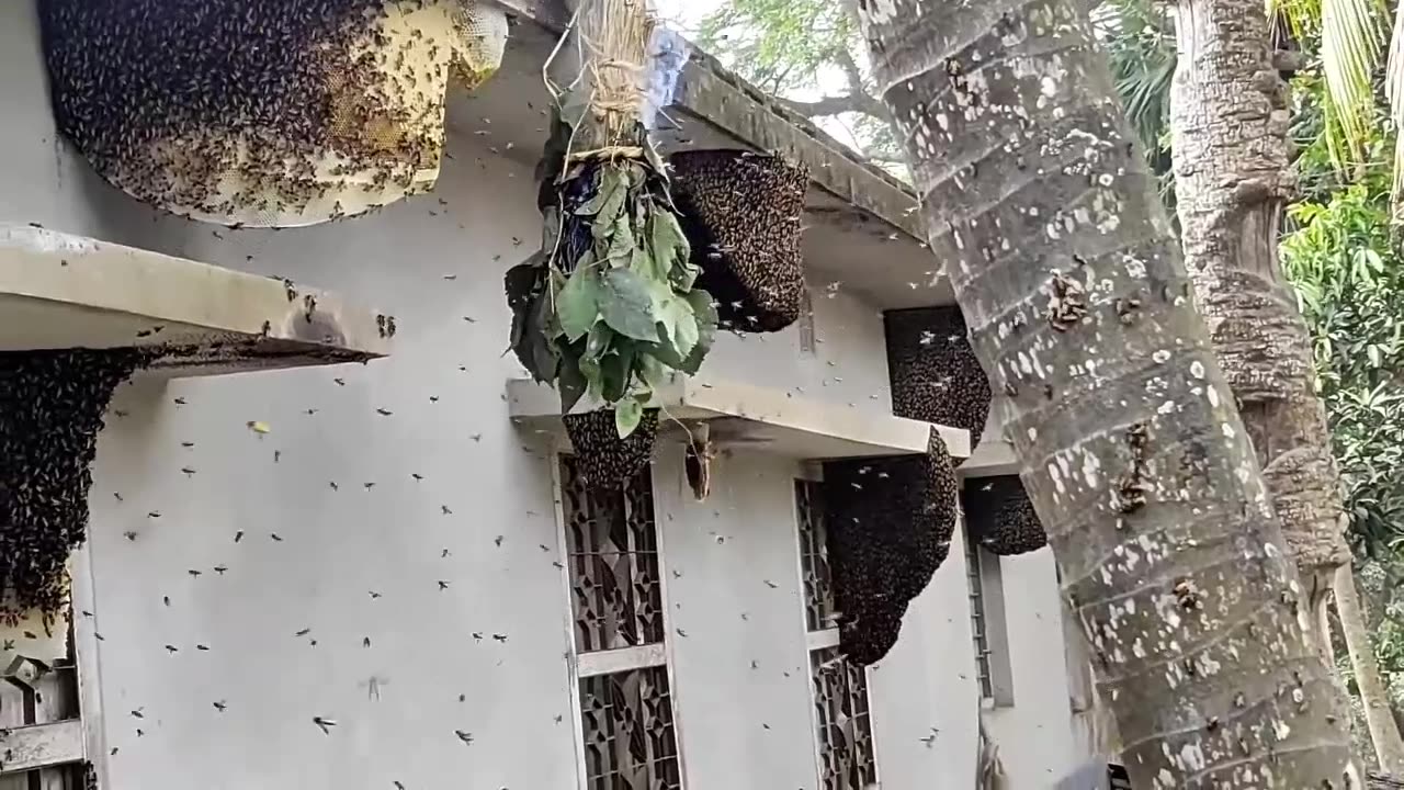 Harvesting Honey on the walls of the house