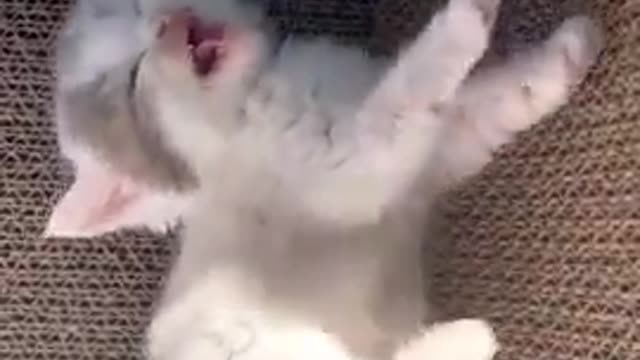 Cute cat