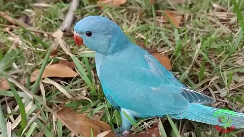 Ringneck Parrot Videos Compilation
