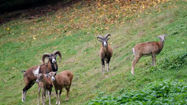 Wild deer are highland animals