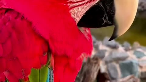 Pet Cats Beautiful Bird And Animal 4K HD Adorable Photography By Nature.