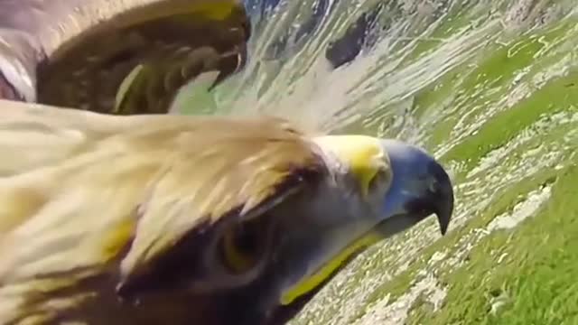 Golden eagles are considered the best fliers among eagles