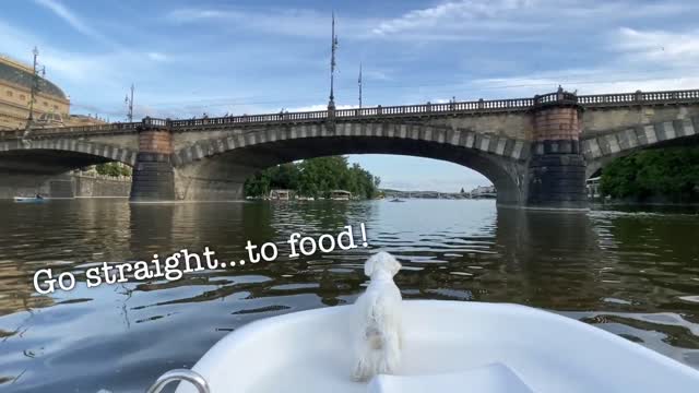 CUTE PUPPY IS CAPTAIN PAW