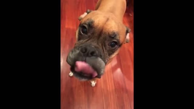 Funniest Animals Video Dogs And Cats