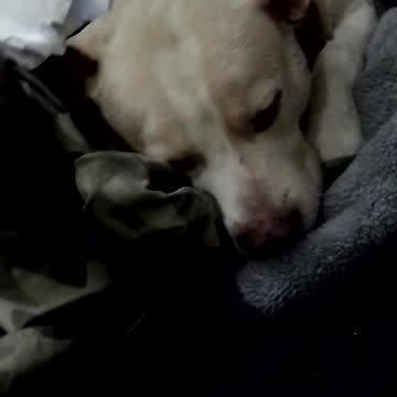 cafard cucaracha 🧡💛💚