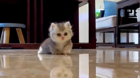 Cute little cat