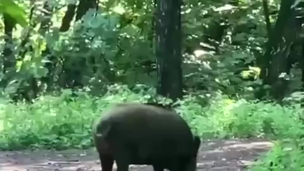 Wild boar loves the swimsuit