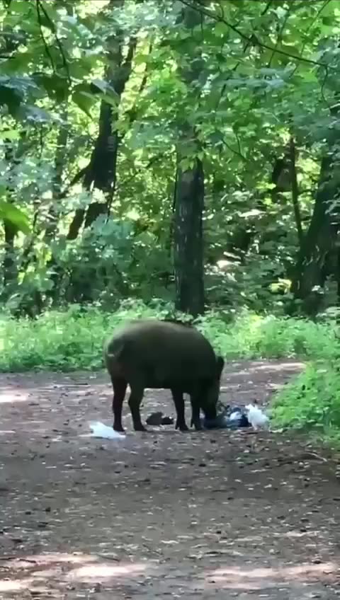 Wild boar loves the swimsuit