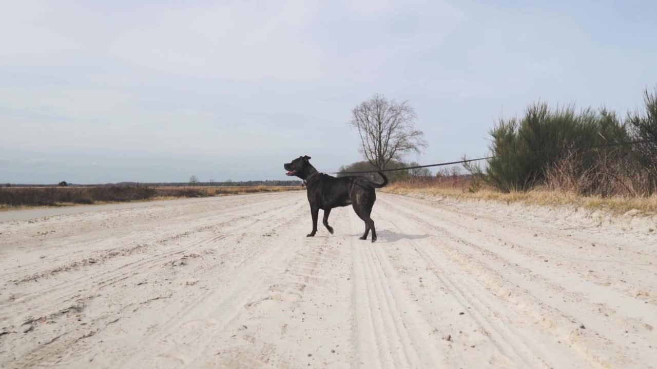 a light walk🐶🤩