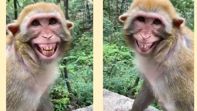 Monkey funny react on cute dogi and puppy vedio. 😂😂😂