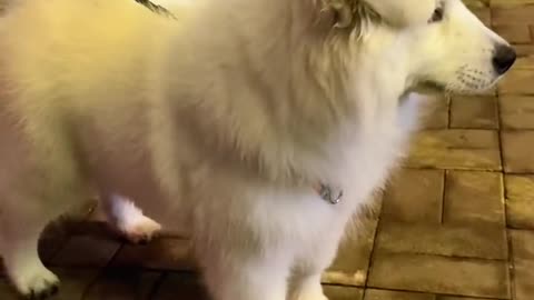 Am I cute, Samoyed