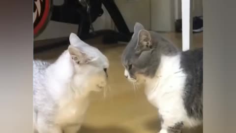 Funny cat 😸😉