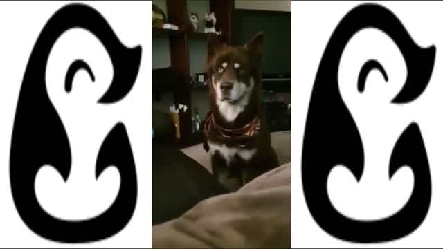 doggos doing funny stuff - funny dog videos