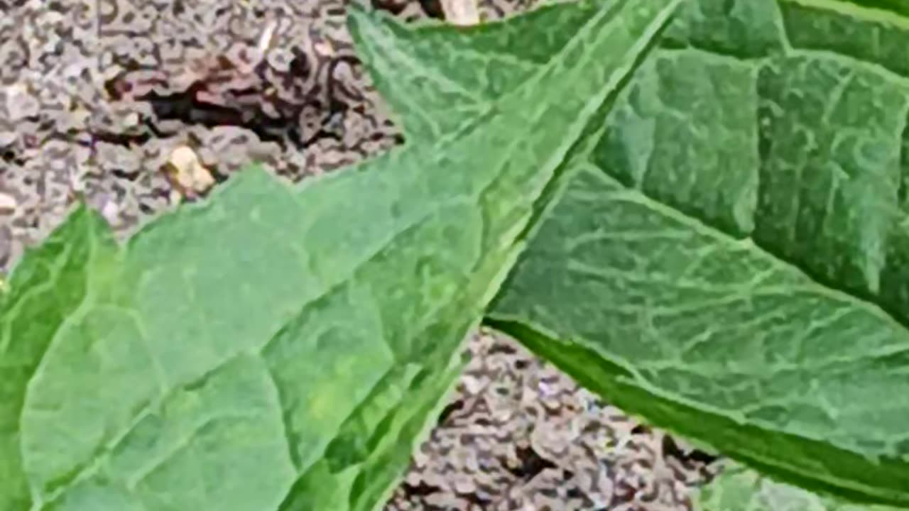 Wall lizard