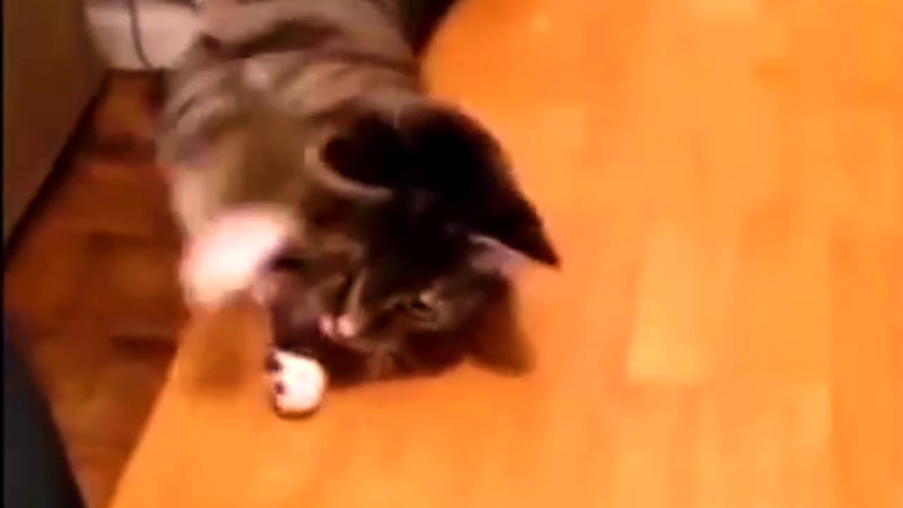 The Funniest Cat Videos Ever: A Compilation of Feline Funnies"