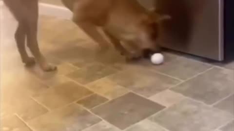 Try Not To Laugh Dogs Challange 🤣 Funny Dogs