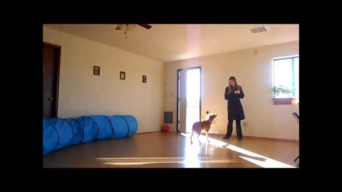 Stopping Dog's Jumping Problem