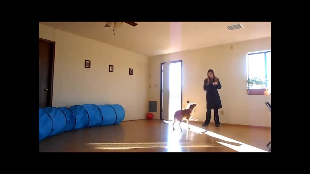 Stopping Dog's Jumping Problem