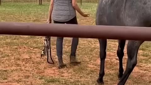 __first contact__ horse that has never been touched…