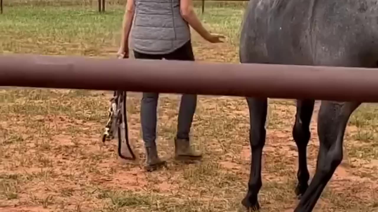 __first contact__ horse that has never been touched…