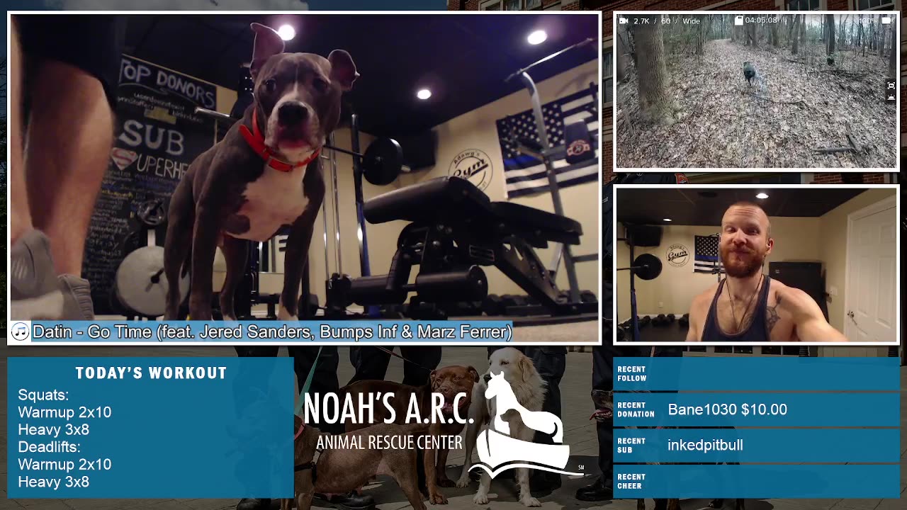 Gym Session w/Hank-a-Tank [Week 22] - Squats & Deads // Animal Rescue Stream :)