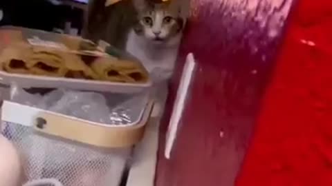 funniest cats in the world Funny and unsuccessful pet videos #shorts #54 #cats #funny